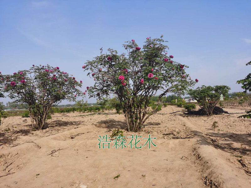 牡丹古樹(shù)